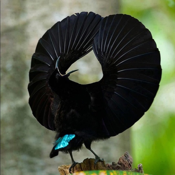 😍Bundle up your likes 😍 - Picture 11 of 16